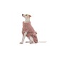 Ein kleiner Hund trägt einen weichen, rosa Frottee-Bademantel mit einer Schleife, sitzt anmutig und schaut nach oben vor einem weißen Hintergrund.