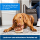 Ein brauner Hund kaut auf einem donutförmigen Gummispielzeug, mit Text darüber und darunter, der das Kauen und unerwünschtes Verhalten reduziert.