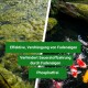 Bild geteilt: links zeigt grünes Algenwasser, rechts klares Wasser mit Koi-Fischen. Hebt Algenkontrolle, Sauerstoffverhinderung und phosphatfreie Formel hervor.