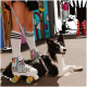 Person trägt gestreifte Rollschuhe und knielange Socken und hält einen schwarz-weißen Hund an einer bunten Leine im Freien.