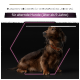 Dackel vor schwarzem Hintergrund mit dem Text: "Qualitäts-Hundefutter täglich für ältere Hunde (über 9 Jahre)."