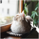 Eine flauschige cremefarbene Katze sitzt auf einer Fensterbank und schaut aus dem Fenster, mit grünen Pflanzen im Hintergrund.