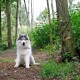 Ein flauschiger sibirischer Husky sitzt auf einem Schotterweg in einem üppig grünen Wald, an einen Baum mit einer braunen Leine gebunden, und sieht zufrieden aus.