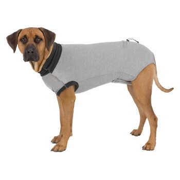 Large brown dog standing in a gray recovery suit with dark collar, side view looking at camera