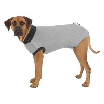 Large brown dog standing in a gray recovery suit with dark collar, side view looking at camera