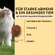 Eine flauschige Katze schaut auf ein Haustierergänzungsmittel, mit Text über Vorteile und Zutaten: Vitamin A, C, Zink und Taurin.