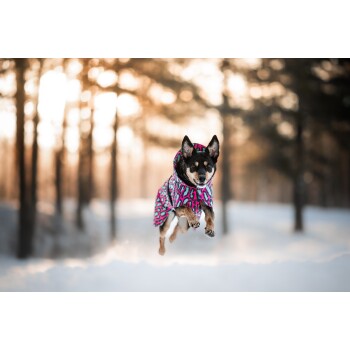 Ein verspielter Hund, der einen lebhaften pink- und lila gemusterten Mantel trägt, springt durch einen verschneiten Wald, umgeben von sanften, verschwommenen Bäumen.
