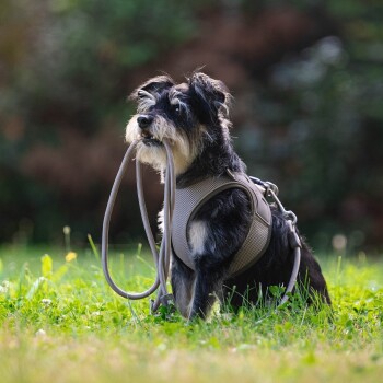 Kleiner schwarz-weißer Hund trägt ein beiges Geschirr, hält eine passende Leine im Maul und sitzt draußen auf Gras.