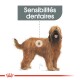 Illustration d'un chien avec un pelage long et hirsute, étiquetée "Sensibilités dentaires" indiquant des sensibilités dentaires.