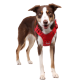 Ein glücklicher braun-weißer Hund mit einem leuchtend roten Geschirr, der vor einem weißen Hintergrund steht.
