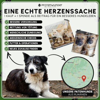 Ein schwarz-weißer Hund sitzt vor einem grünen Hintergrund mit Text, der die Haustieradoption und Unterstützung für Hunde in Rumänien fördert.
