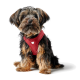 Ein kleiner, flauschiger Hund mit einem schwarz-braunen Fell sitzt und trägt ein rotes Geschirr mit einem herzförmigen Emblem.