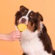 Ein braun-weißer Hund hält glücklich einen gelben, pfotenförmigen Leckerbissen im Mund, während eine Hand den Leckerbissen vor einem sanften orangefarbenen Hintergrund anbietet.