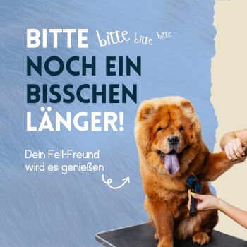 Ein flauschiger Chow Chow auf einem Frisiertisch wird gebürstet. Text: "BITTE NOCH EIN BISSCHEN LÄNGER! Dein Fell-Freund wird es genießen."