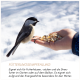 Gemischte Vogelfuttersaatmischung mit Sonnenblumenkernen, Erdnüssen, Rosinen, Hanf und Getreide, auf Deutsch beschriftet.