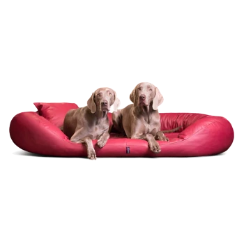 Zwei Weimaraner Hunde liegen auf einem großen roten Haustierbett mit passendem Kissen vor weißem Hintergrund.