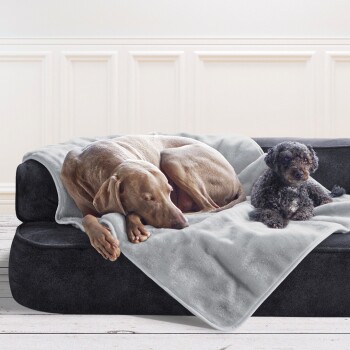 Ein brauner Hund schläft auf einer grauen Decke auf einem schwarzen Sofa, neben einem kleinen schwarzen Pudel, der aufrecht sitzt, beide entspannt.