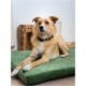 Ein tanfarbener Hund mit einem Leopardenmuster-Halsband liegt bequem auf einem grünen Haustierbett, vor einer hellen Wand und Holzdekoration.