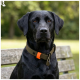 Eine Nahaufnahme des Profils eines braunen Hundes, der ein leuchtend orangefarbenes Halsband vor einem dunkelgrünen Hintergrund trägt.