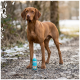 Brauner Hund auf Schotterweg mit blauer Sprühflasche 'AntOne' zwischen den Vorderpfoten, verschneiter Wald im Hintergrund.