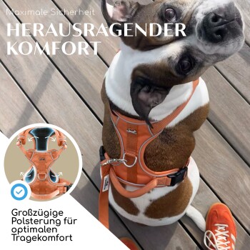 Ein brauner und weißer Hund mit einem orangefarbenen Geschirr sitzt auf Holzplanken, mit Text, der "Herausragender Komfort" und "Maximale Sicherheit" hervorhebt.