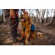 Ein Golden Retriever mit einem blauen Rucksack sitzt glücklich neben einer Person, die eine rote Leine hält, in einem bewaldeten Gebiet mit verbrannten Bäumen.