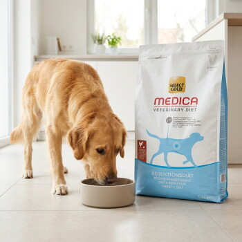 Golden Retriever isst aus einer Schüssel neben einem Beutel Select Gold Medica Veterinary Diet mit der Aufschrift 'Reduktionsdiät / Obesity Diet'. – KI-generiert