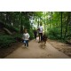 Eine Familie geht einen Waldweg entlang, ein Kind läuft voraus und ein Mann führt einen großen Hund an der Leine.