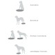 Illustration, die vier Hundeübungen zeigt: Vorderbeine hoch, Hinterbeine hoch, Sitzen zu Stehen und seitliches Gehen, mit entsprechenden Silhouetten.