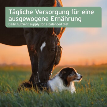 Ein Pferd und ein Hund interagieren auf einer grasbewachsenen Fläche bei Sonnenuntergang. Textüberlagerung: "Tägliche Nährstoffversorgung für eine ausgewogene Ernährung."