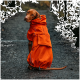 Ein Hund, der einen leuchtend orangefarbenen Regenmantel trägt, sitzt auf einem Kiesweg, umgeben von Bäumen, und zeigt sein stilvolles und funktionales Design.