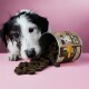 Schwarz-weißer Hund schnüffelt verschüttete runde braune Leckerlis aus einer umgekippten Dose mit der Aufschrift 'DROPS' vor rosa Hintergrund.
