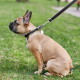 Zandkleurige Franse buldog met een zwarte leren halsband en riem met een ronde metalen ID-penning, zittend op het gras.