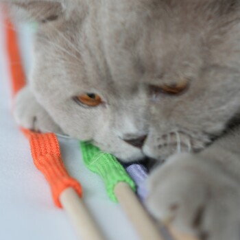 Katzenpfote, die nach drei Holz-Spielangel-Stäben mit gestrickten Überzügen in Orange, Grün und Lila auf einer weißen Fläche greift.