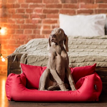Ein grauer Weimaraner-Hund sitzt aufrecht in einem leuchtend roten Haustierbett, mit einer gemütlichen gestrickten Decke und einem Bett im Hintergrund.