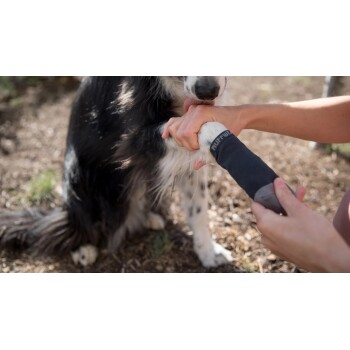 Eine Person hält sanft die Pfote eines Hundes, während der Hund ihre Hand leckt, und zeigt einen schwarz-weißen Hund mit einem flauschigen Fell.