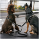 Brauner lockiger Pudel und schwarz‑brauner Schäferhund sitzen nebeneinander, tragen schwarze Geschirre und sind durch eine Doppelleine auf dem Gehweg verbunden.
