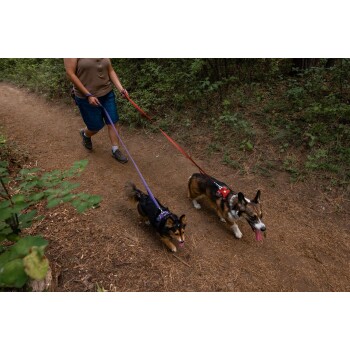 Eine Person führt zwei Corgis an Leinen entlang eines Schotterwegs in einem bewaldeten Gebiet, umgeben von Grün.