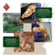 Bildcollage, die haustiersichere Holzprodukte zeigt: ein ruhiger Garten, geschliffene Holzstücke und Text, der sichere Zubereitungsmethoden beschreibt.