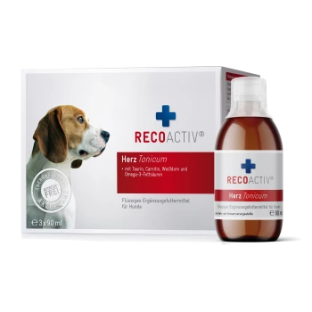 Ein Beagle schaut auf eine Flasche und eine Box von RECOACTIV Herz Tonicum, einem flüssigen Nahrungsergänzungsmittel mit Taurin und Omega-3-Fettsäuren.