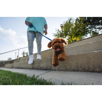 Eine Person in einem gestreiften Hemd geht die Treppe hinunter, mit einem glücklichen, flauschigen braunen Hund an einer blauen Leine, umgeben von Grün und blauem Himmel.