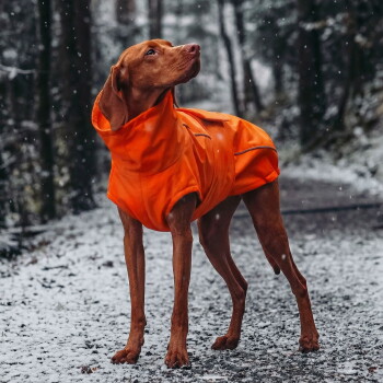 Ein brauner Hund in einem orangefarbenen Regenmantel steht auf einem Kiesweg im Wald und schaut mit einem neugierigen Ausdruck nach oben.