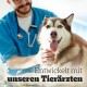 Ein Tierarzt in blauen Scrubs untersucht einen glücklichen sibirischen Husky mit blauen und braunen Augen, mit dem Text "Entwickelt mit unseren Tierärzten."