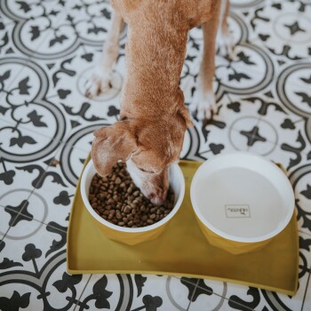Ein brauner Hund frisst aus einer weißen Schüssel mit Trockenfutter, neben einer separaten Schüssel mit Wasser, auf einem gemusterten schwarz-weißen Boden.