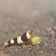 Gros plan d'une crevette noire et blanche tenant un petit morceau de nourriture, sur un substrat texturé dans un environnement d'aquarium.