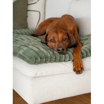 Brauner Hund liegt ausgestreckt auf einem grünen, strukturierten Haustierbett auf einem weißen Sofa.