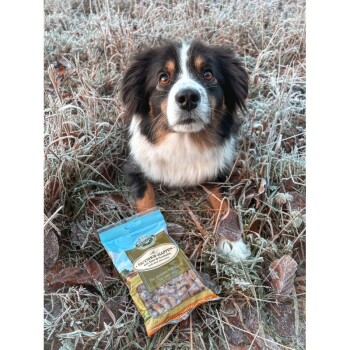 Ein flauschiger Hund mit braunem und weißem Fell sitzt auf frostem Gras neben einem Beutel mit Hundeleckerlis, der mit 'Gutsho-Happen' beschriftet ist.