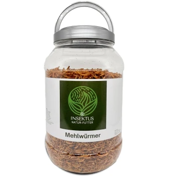 Ein durchsichtiges Glas gefüllt mit getrockneten Mehlwürmern, beschriftet mit "INSEKTUS NATUR-FUTTER Mehlwürmer" auf einem weißen Hintergrund, mit einem grünen Logo.