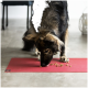 Ein Hund mit einem flauschigen Fell frisst Trockenfutter von einer roten Fressmatte auf einem gefliesten Boden, mit einem modernen Interieur im Hintergrund.