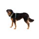 Front Range™ Geschirr pfirsich XS